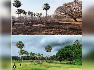 Antes e depois de fazenda devastada &eacute; alento e prova de resili&ecirc;ncia da vegeta&ccedil;&atilde;o