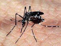 Dia Mundial da Sa&uacute;de: governo intensifica combate ao Aedes aegypti