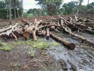 Desmatamento e exploração ilegal de madeira foi flagrada após fiscalização em Dois Irmãos (Foto: divulgação PMA)