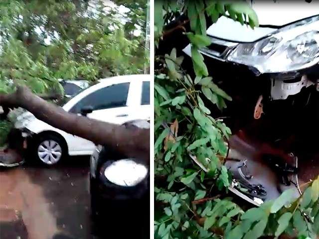 &Aacute;rvores caem por toda a cidade, uma delas sobre 5 carros na UFMS