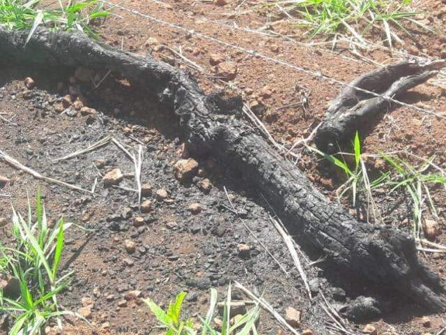 Chacareiro &eacute; multado em R$ 8 mil por inc&ecirc;ndio para limpar pastagem