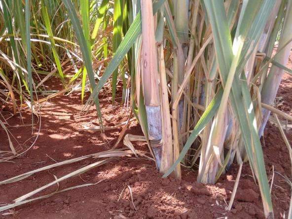 Produ&ccedil;&atilde;o de soja e cana cresce e valor do campo deve chegar a R$ 25,7 bi