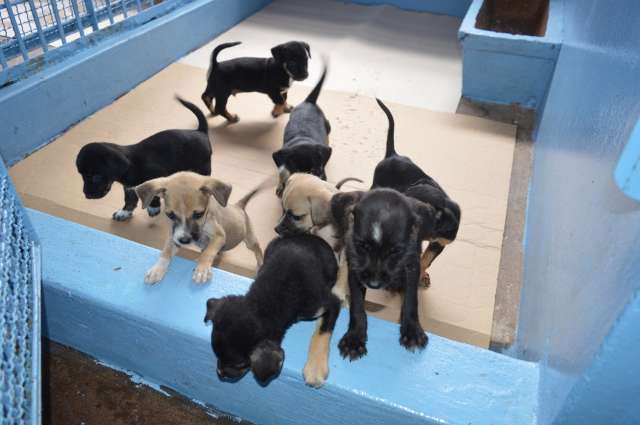 CCZ &eacute; autorizado a disponibilizar fotos de animais para ado&ccedil;&atilde;o na internet