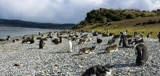 Em Ushuaia, a Isla Martillo, conhecida como Ilha Pinguinera, é onde os pinguins se reúnem no verão para se reproduzirem (Foto: Reprodução)