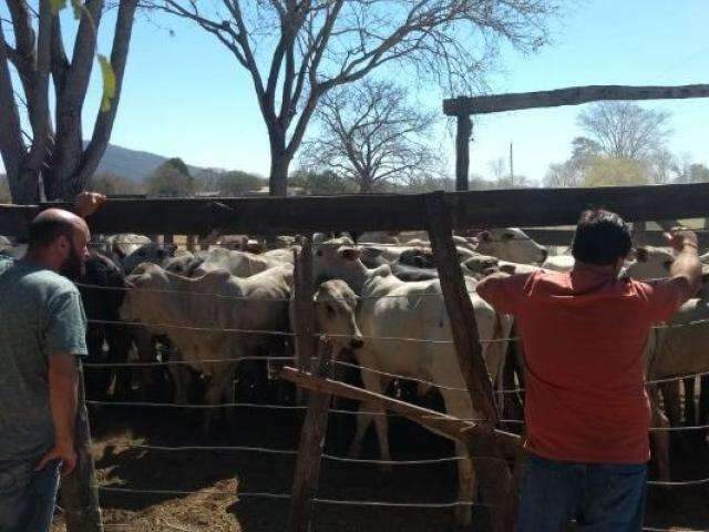 Homem suspeito de furtar 39 cabe&ccedil;as de gado &eacute; preso em opera&ccedil;&atilde;o 