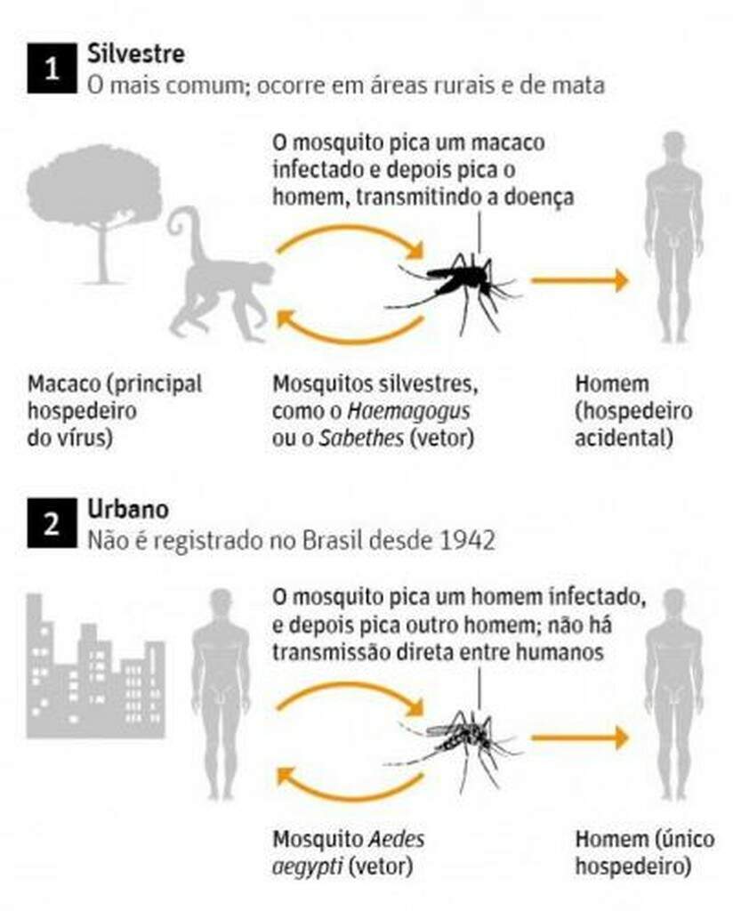 Febre Amarela O Que Voc Precisa Saber Antes De Viajar Cidades Campo Grande News