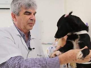 Fita para cachorro, queda de &aacute;rvore e acidente foram os v&iacute;deos mais vistos