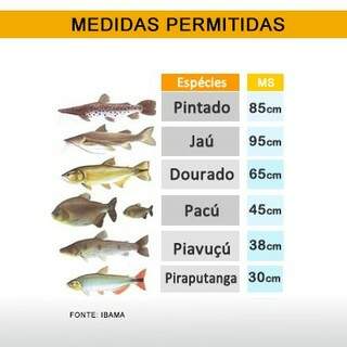 Confira a tabela do tamanho de peixes permitido para pesca (Foto: Ilustração)