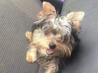 Casal fica desesperado ao saber de furto da pequena Lola 