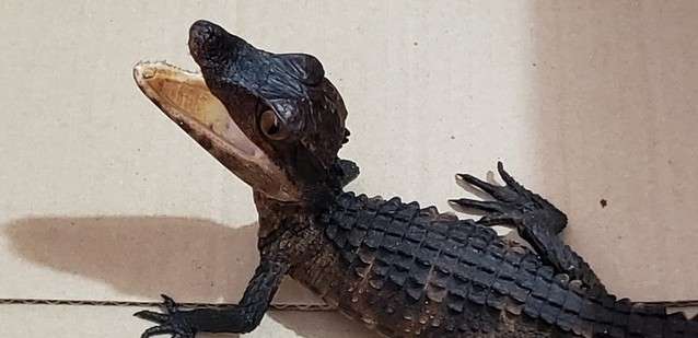 Filhote de jacar&eacute; &eacute; encontrado &quot;passeando&quot; em shopping 