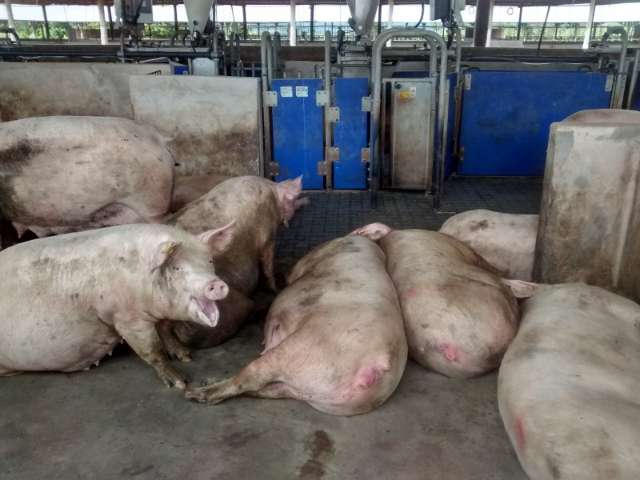 JBS anuncia que deixar&aacute; de usar celas que confinam porcas at&eacute; 2025