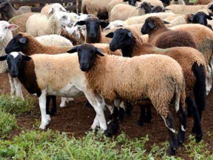 Produtores de caprinos e ovinos de MS devem regularizar os rebanhos na Iagro 