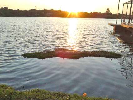 Leitor fotografa jacaré no Lago do Amor logo ao amanhecer