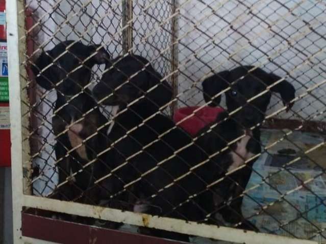 Comerciante &eacute; multado por maltratar 12 filhotes em loja que vende animais