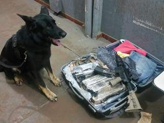 Cão foi usado para encontrar maconha e, por consequência, o armamento levado (Foto: Divulgação/PF)