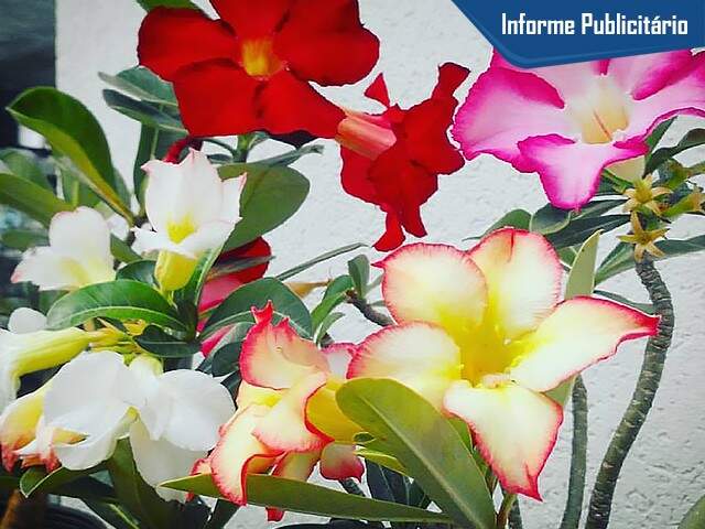 De várias cores, promoção de Rosas do Deserto e mudas a partir de R$ 5,00 -  Consumo - Campo Grande News