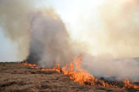  Novo incêndio em propriedade destrói plantação e mobiliza funcionários