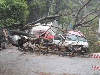 Árvore caiu sob veículo e interditou via no Jardim Paulista. (Foto: Allan Nantes)