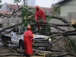 Chuva acompanhada com fortes ventos na Capital derrubou várias árvores nesta tarde (Foto: Paulo Francis)