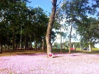 A arquiteta Mariana é apaixonada pelas árvores e suas cores. Ipê rosa no Parque das Nações Indígenas. (Foto: Arquivo Pessoal/ Mariana Carneiro)