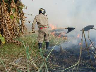 Bombeiro tenta apagar fogo em canavial. (Foto: Simão Nogueira)