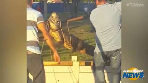  Técnicos da Embrapa iniciam transferência de jacarés em lagoa urbana
