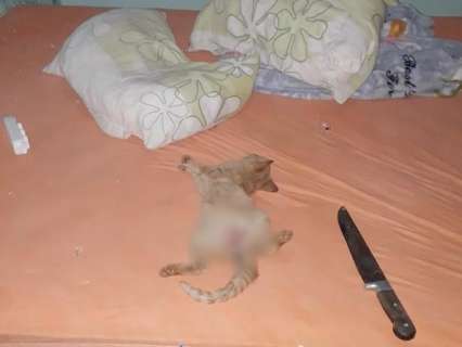  Gato é encontrado morto a golpes de faca e com sinais de estupro 