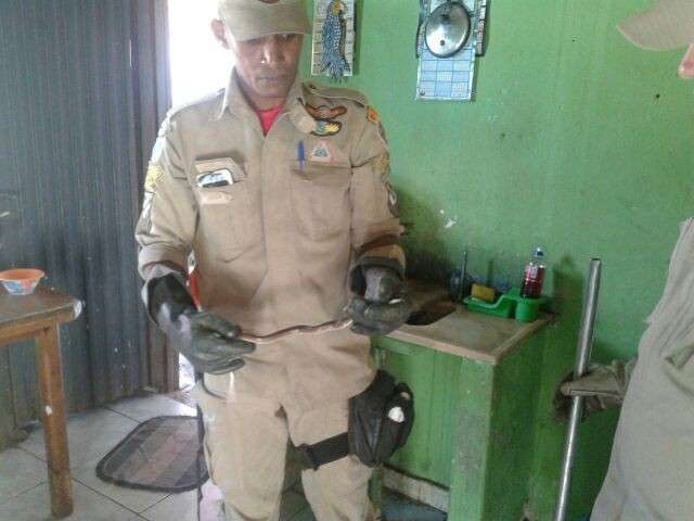 Cobra &eacute; capturada por bombeiros dentro de cozinha e solta em mata