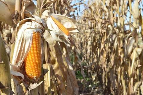 Clima não favorece e produção de milho safrinha tem queda de 18%