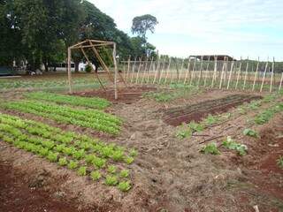 Sistema de hortas cultivado por pequenos produtores do Estado. (Foto: Embrapa)