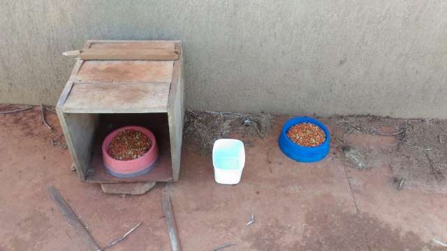 Casinhas de projeto que alimenta e cuida de gatos na UFMS est&atilde;o sumindo