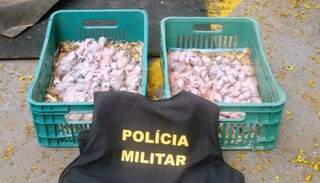 Os filhotes foram comprados por R$ 30 (cada) e seriam vendidos em uma feira de São Paulo. (Foto: Nova Notícias)