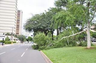 Árvore caiu por volta das 13h e está impedindo a passagem dos veículos em uma das faixas no sentido Pq. dos Poderes da Afonso Pena (Foto: João Garrigó)