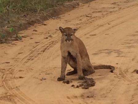 On&ccedil;a-parda &eacute; encontrada ferida em rodovia e trazida para o Cras