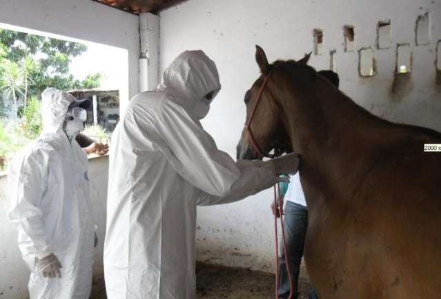 Doen&ccedil;a contagiosa de cavalos tem primeiro caso notificado de 2016