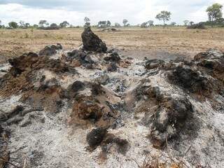 Resíduos de limpeza de terreno foram queimados sem autorização ambiental (Foto: Divulgação/PMA)