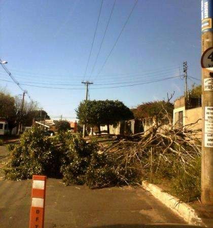 &Aacute;rvore cai e atrapalha fluxo de ve&iacute;culos e pedestres no bairro TV Morena