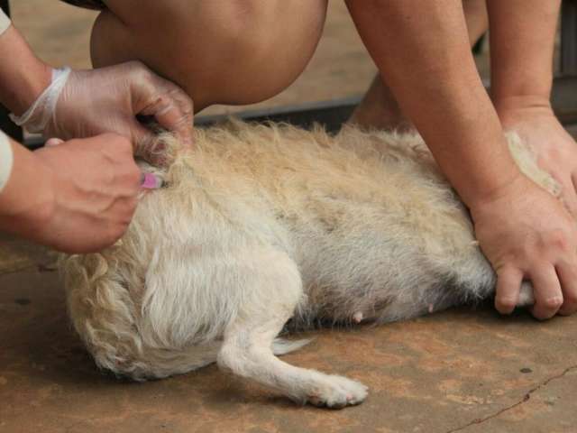 Agentes percorrem bairros para vacinar c&atilde;es e gatos contra a raiva