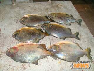 Peixes apreendidos tinha tamanho inferior ao permitido (Foto: Dourados News)