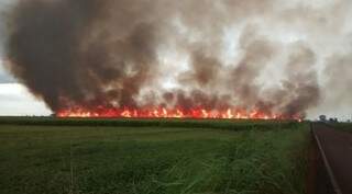 Número de queimadas em 15 dias de agosto, é 400% maior que no mesmo período do ano passado. (Foto: Divulgação/Agraer)