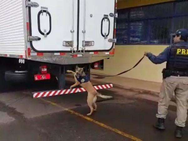 Condutor abandona caminh&atilde;o com 10 toneladas de maconha na BR-163