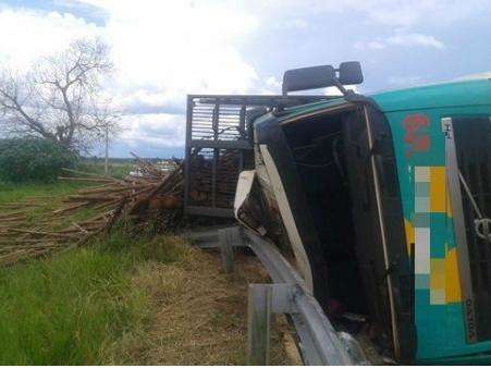 Carreta carregada com eucaliptos tomba e condutor fica preso na cabine