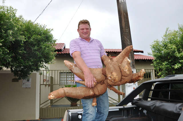  Produtor rural colhe raiz de mandioca de 52 quilos em Deod&aacute;polis