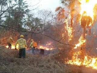 As queimadas no Pantanal começaram no dia 27 de outubro (Foto: Previfogo MS)