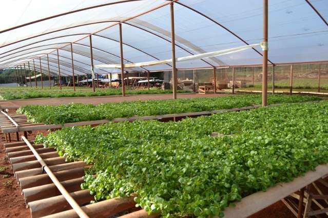Frio reduz custo de produ&ccedil;&atilde;o e pre&ccedil;o de hortali&ccedil;as deve cair se n&atilde;o gear