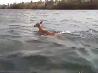Cervo filmado nadando pelo Rio Paraná para fugir de incêndio (Foto: Reprodução)