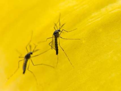 Mosquitos com bactéria vão ajudar no combate a dengue em Campo Grande 