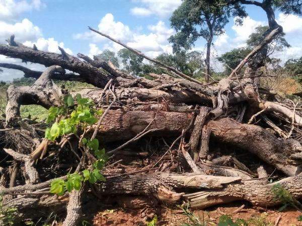 Fazendeiro &eacute; multado em R$ 82 mil por desmatar vegeta&ccedil;&atilde;o com maquin&aacute;rio
