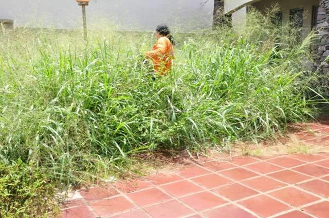 Clima, homem e biologia do v&iacute;rus influenciam epidemia de dengue