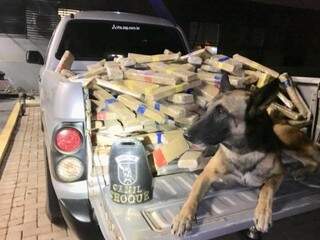 Droga foi encontrada por cão farejador da Equipe Choque Canil, do 4º BPM de Maringá (Foto/Divulgação: PF)